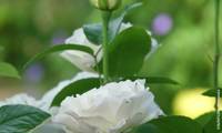 Tobago Odore
