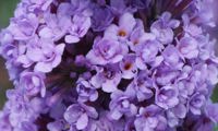 High Five Purple
