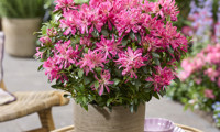 Pink Star