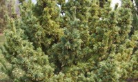 Bergman