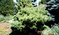 Radiata