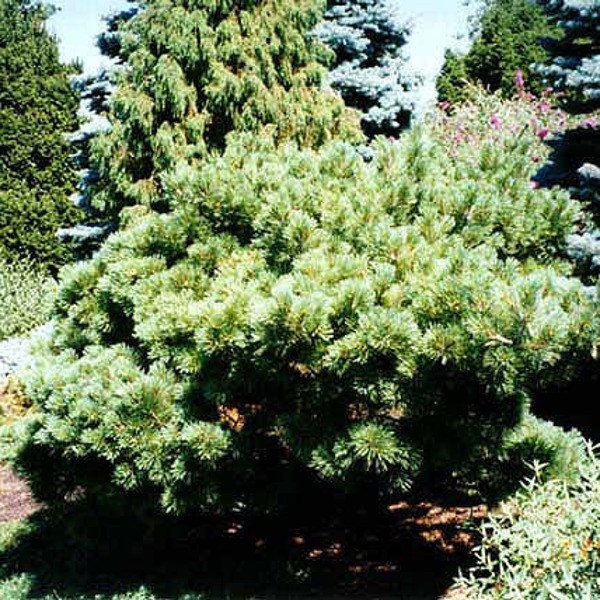 Radiata