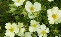 Cream’issima