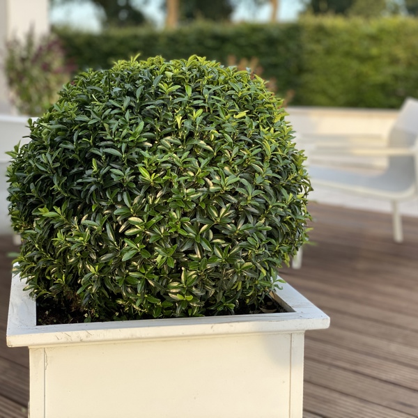 Green Empire