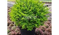Garden Clouds® Green Breeze