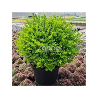 Garden Clouds® Green Breeze