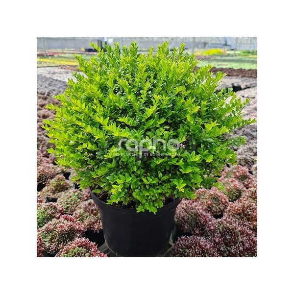 Garden Clouds® Green Breeze
