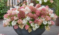 Groundbreaker Blush