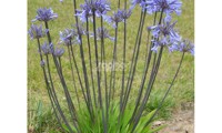 Graphite® Blue