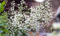 Splendide White