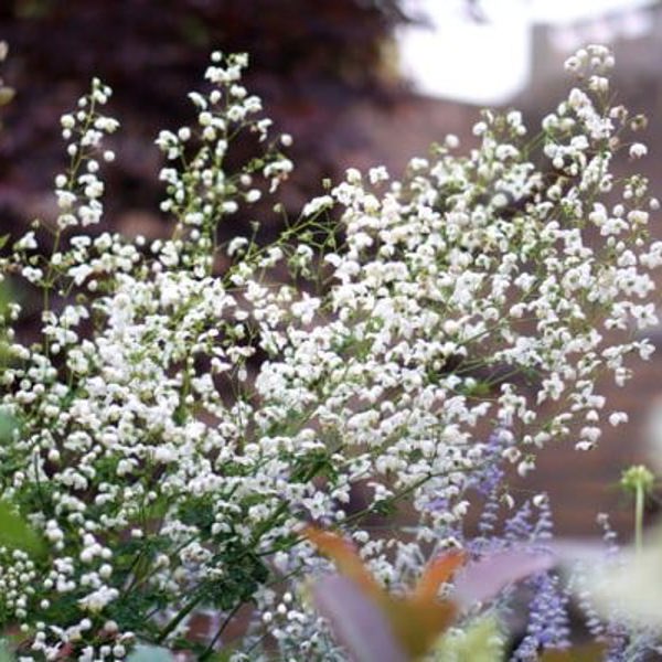 Thalictrum × (Рутвиця гібридна)