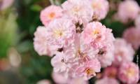 Parfum DBarise’