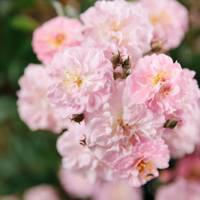 Parfum DBarise’
