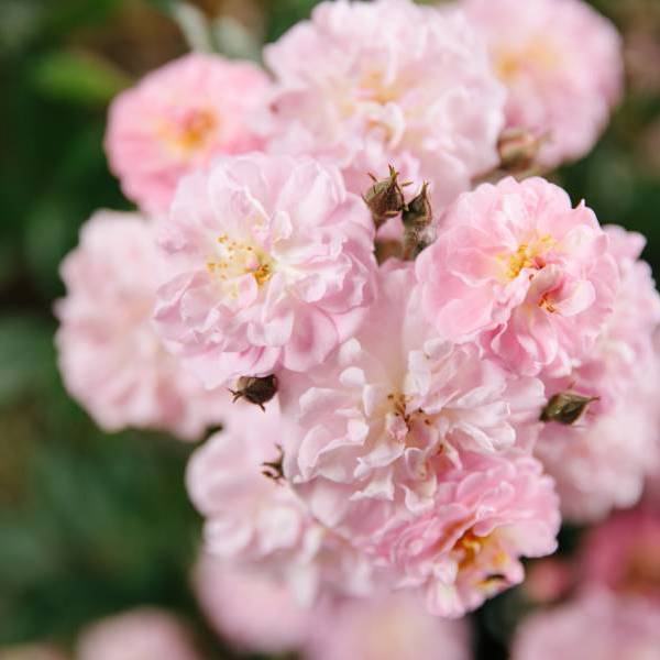 Parfum DBarise’