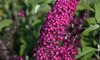 Reve De Papillon Red