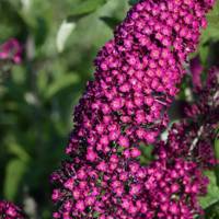 Reve De Papillon Red