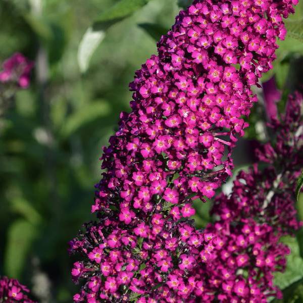 Reve De Papillon Red