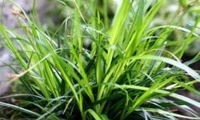 EverColor 'Everdi'