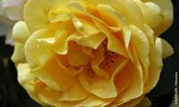 Anisade / Julia Child