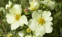 Cream’issima