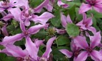 Saphyra® Duo Rose