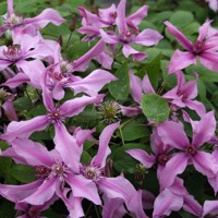 Saphyra® Duo Rose