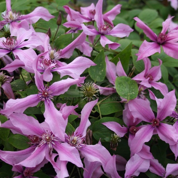 Saphyra® Duo Rose
