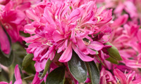 Pink Star