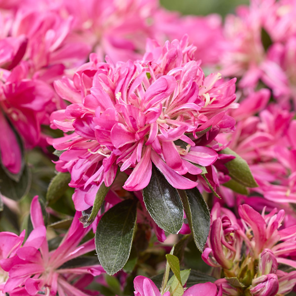 Pink Star