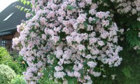 Rosea