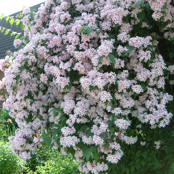 Rosea