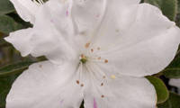 Autumn Lily
