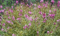 Pink Panache®