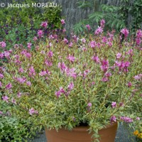 Pink Panache®