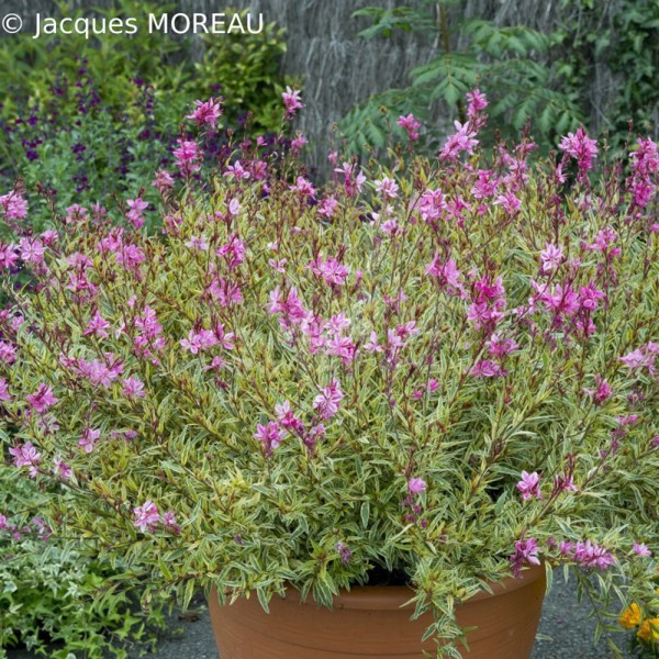 Pink Panache®