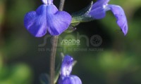 Victoria Blue®