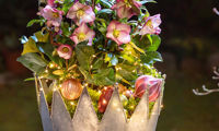 HGC® Ice N' Roses® Pink Promise