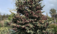 Aurea