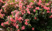 Autumn Coral