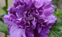 French Cabaret® Purple