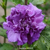 French Cabaret® Purple