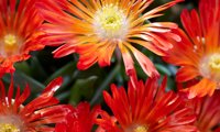 Ocean Sunset Orange Vibe
