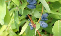 Myberry Sweet
