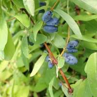 Myberry Sweet