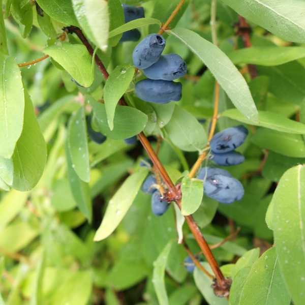 Myberry Sweet