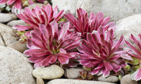 Chick Charms Lotus Blossom