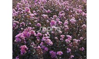 Black Diamond® Lavender Lace