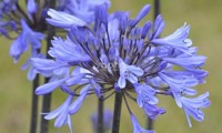 Graphite® Blue