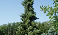 Pendula (Picea omorika)