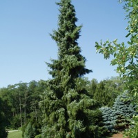 Pendula (Picea omorika)